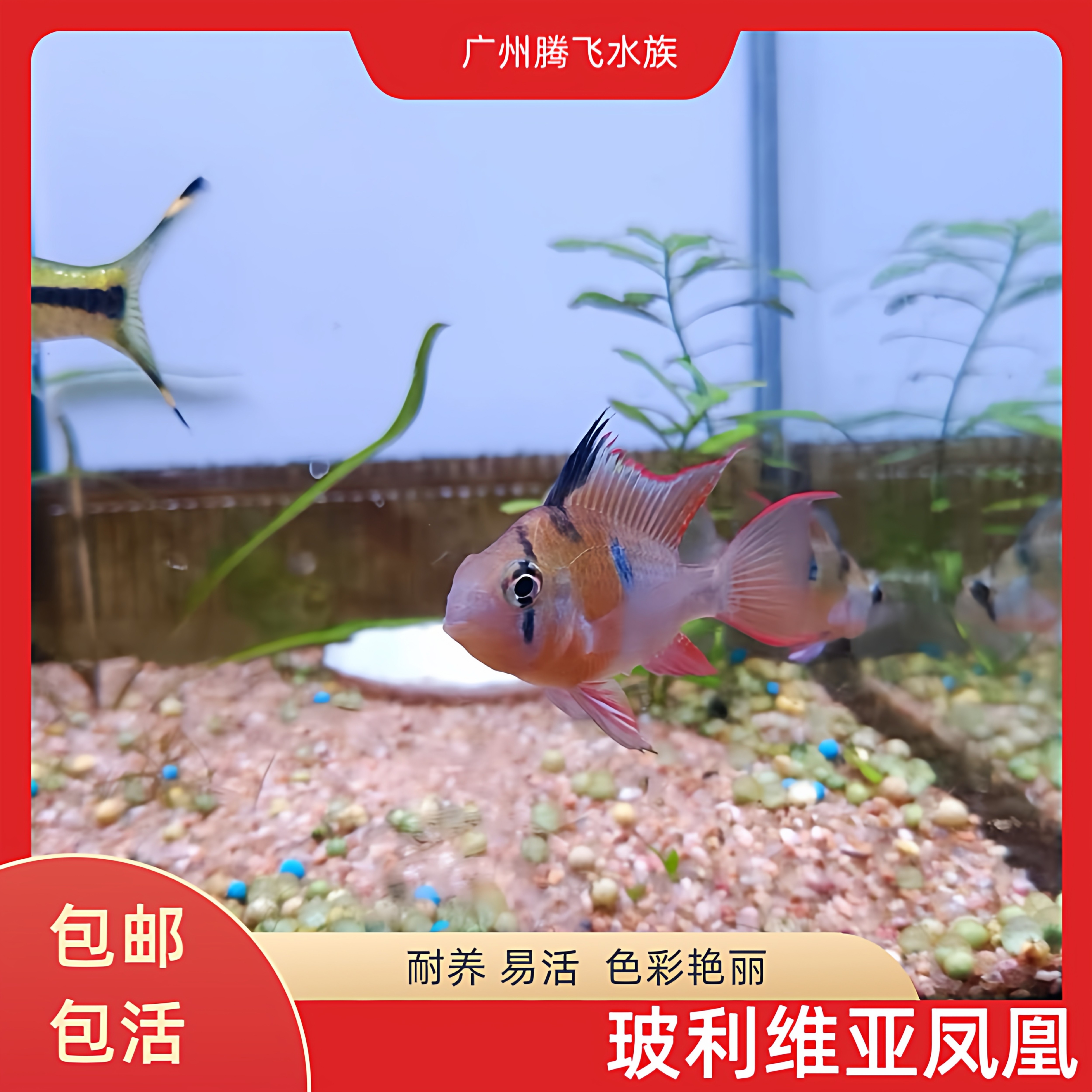 玻利维亚凤凰鱼南美水族短鲷玻利维亚凤凰鱼观赏好养热带淡水活体