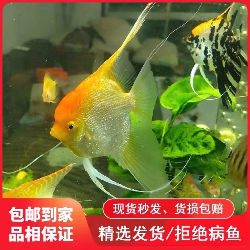 七彩神仙活体热带观赏鱼活体燕鱼秘鲁璃墨燕蓝魔鬼小型鱼苗观赏鱼
