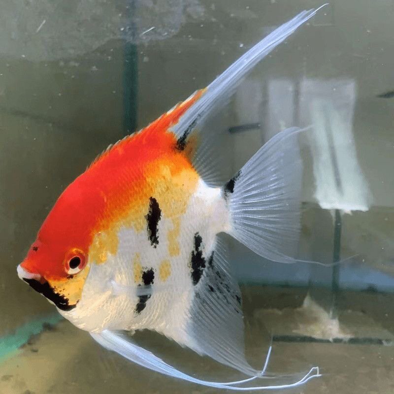 大红袍燕鱼七彩神仙鱼秘鲁熊猫燕观赏鱼淡水鱼混养中小型热带鱼
