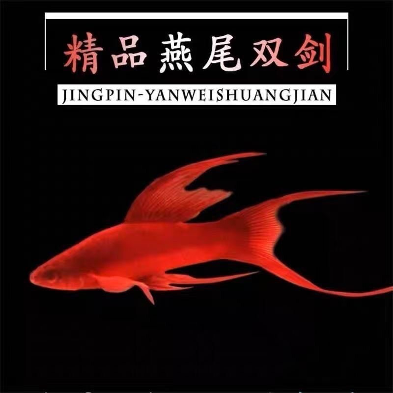 高帆红剑鱼双尾高鳍红箭鱼热带孔雀鱼凤尾观赏鱼红色招财鱼燕尾剑