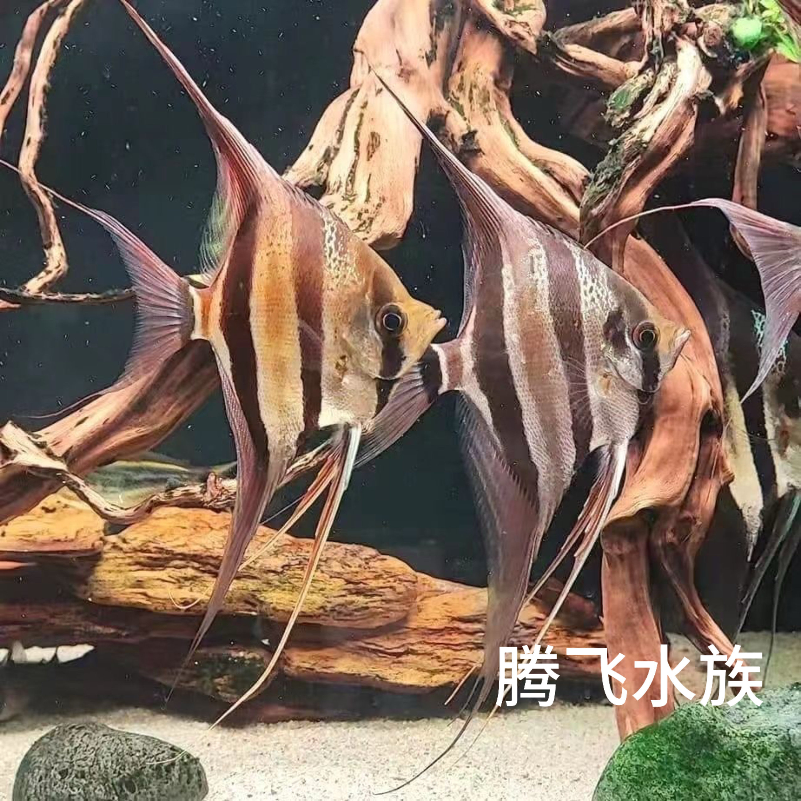 定水埃及神仙鱼热带鱼圣菲利佩阿塔维查达本图巴西埃及鱼苗观赏鱼