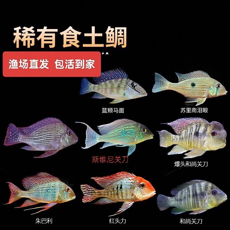 南美食土鲷关刀鱼朱巴丽关刀斯维尼中大型热带观赏鱼活体包邮包活