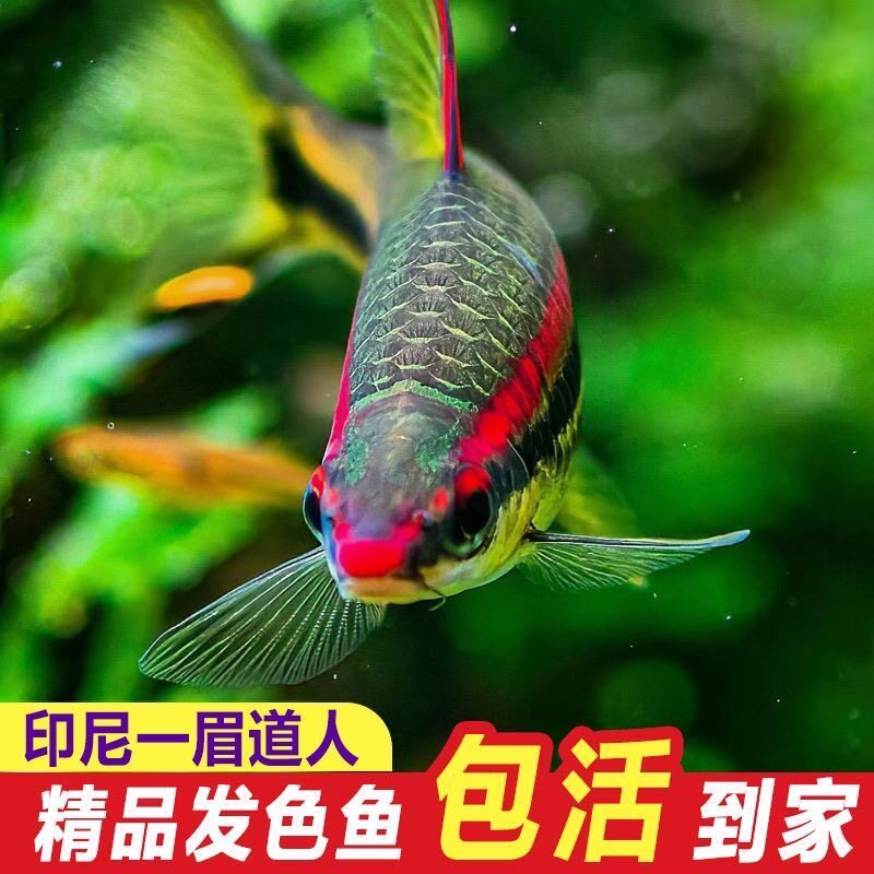 一眉道人鱼红眉灯科鱼小型淡水草缸群游好养热带观赏鱼苗特大尺寸