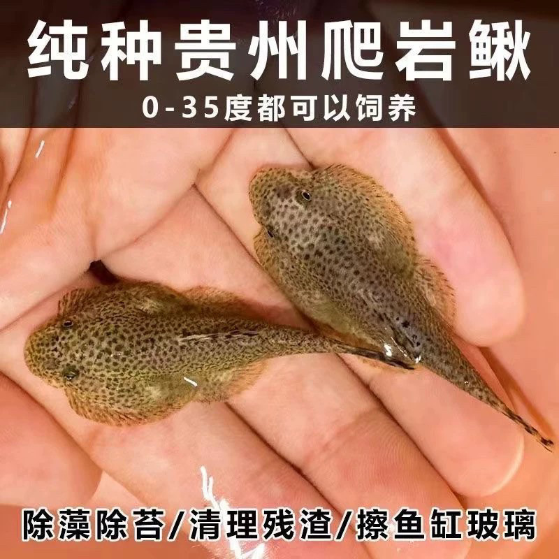 贵州爬岩鳅双吸盘冷水吸鳅不加温鱼缸清洁鱼琵琶鱼除藻鱼