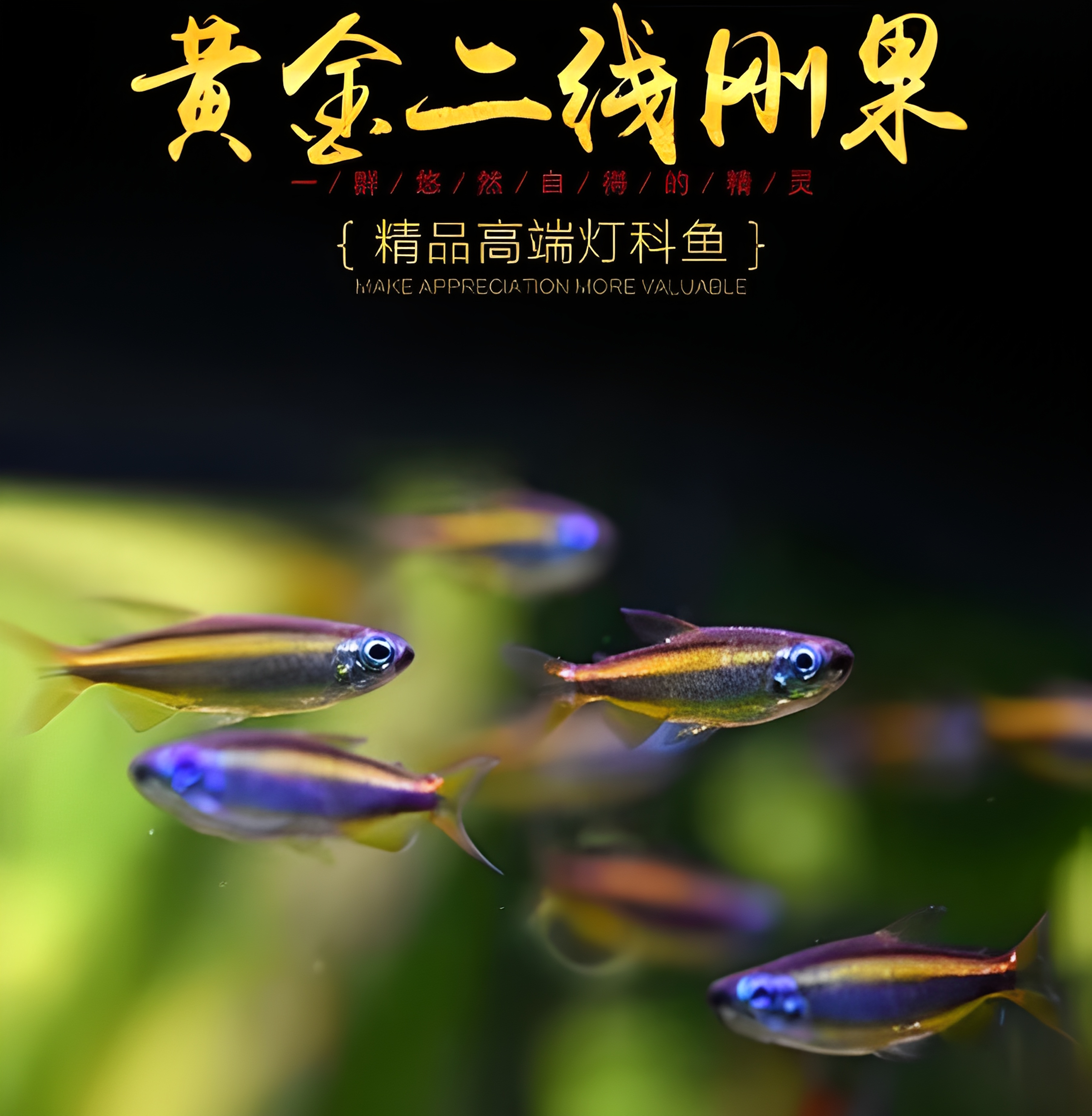 黄金二线刚果黄尾扯旗热带亚瑟灯火焰范特西小型群游鱼灯科活体