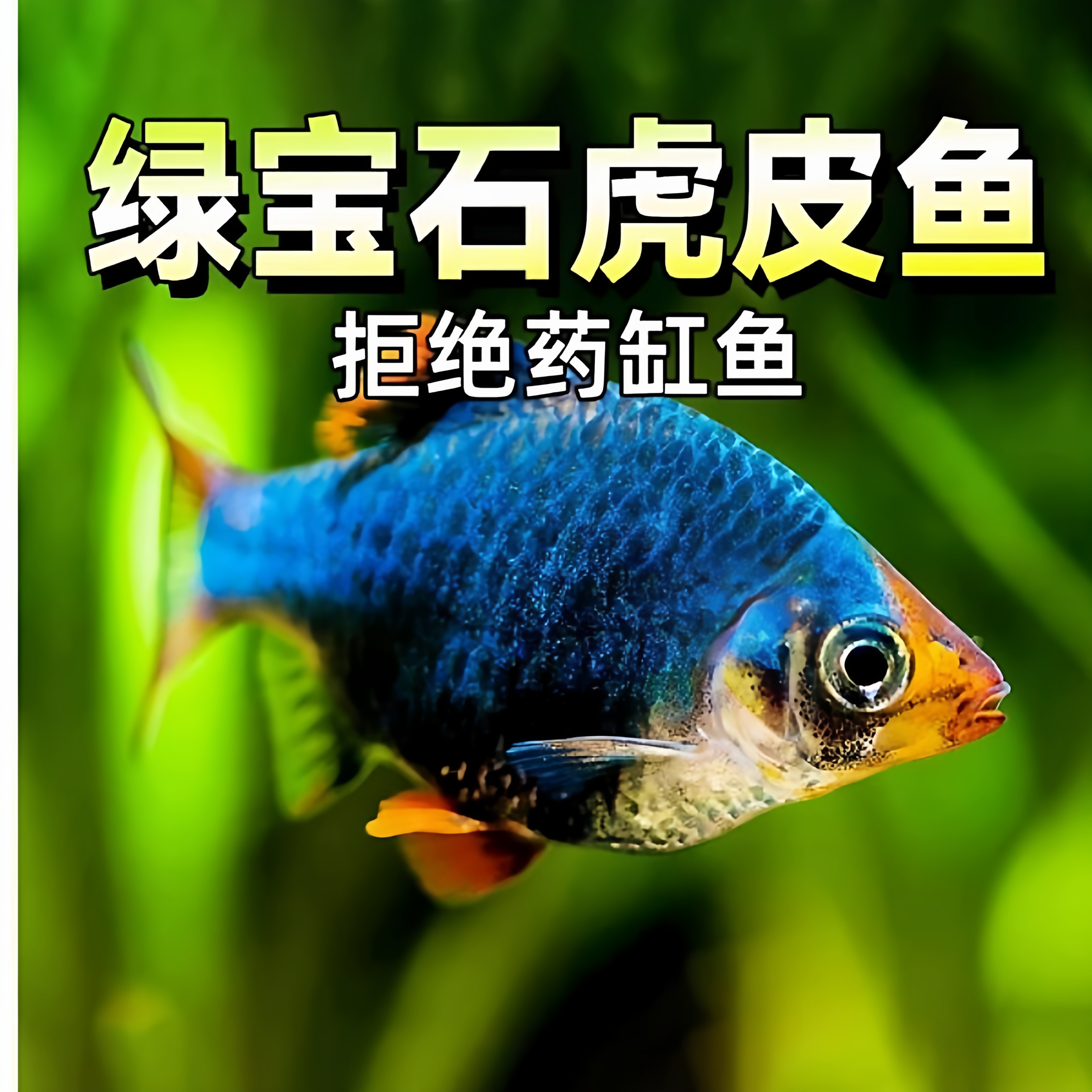 绿宝石虎皮鱼四间虎皮金虎皮绿翡翠虎皮荧光虎皮热带活体宠物鱼