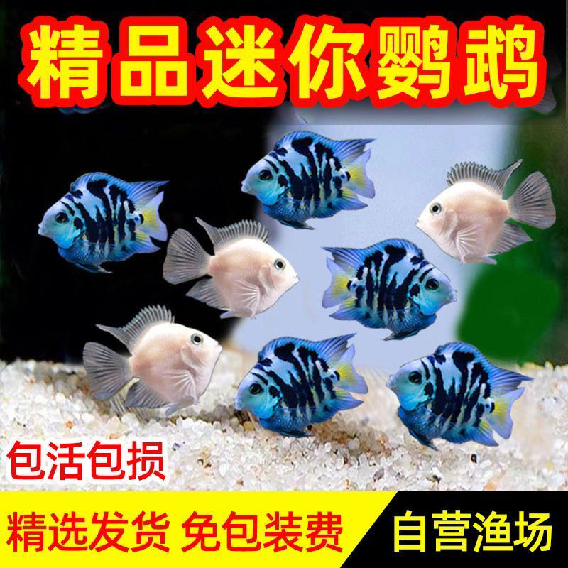 七彩神仙(宠物)鹦鹉宝蓝鹦鹉鱼鱼繁殖鱼宠物鱼新手鱼热带观赏鱼