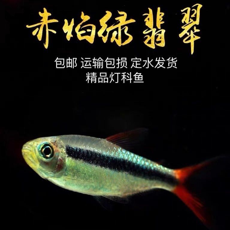 赤焰绿翡翠灯鱼南美进口小型灯鱼稀有品种红尾炽焰翡翠绿灯鱼活体