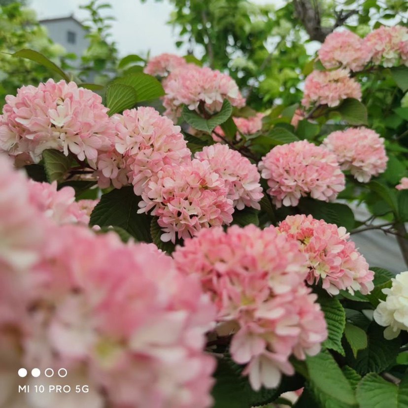 粉色荚迷玫瑰达人木本绣球庭院乔绣球/木绣球/圆锥乔