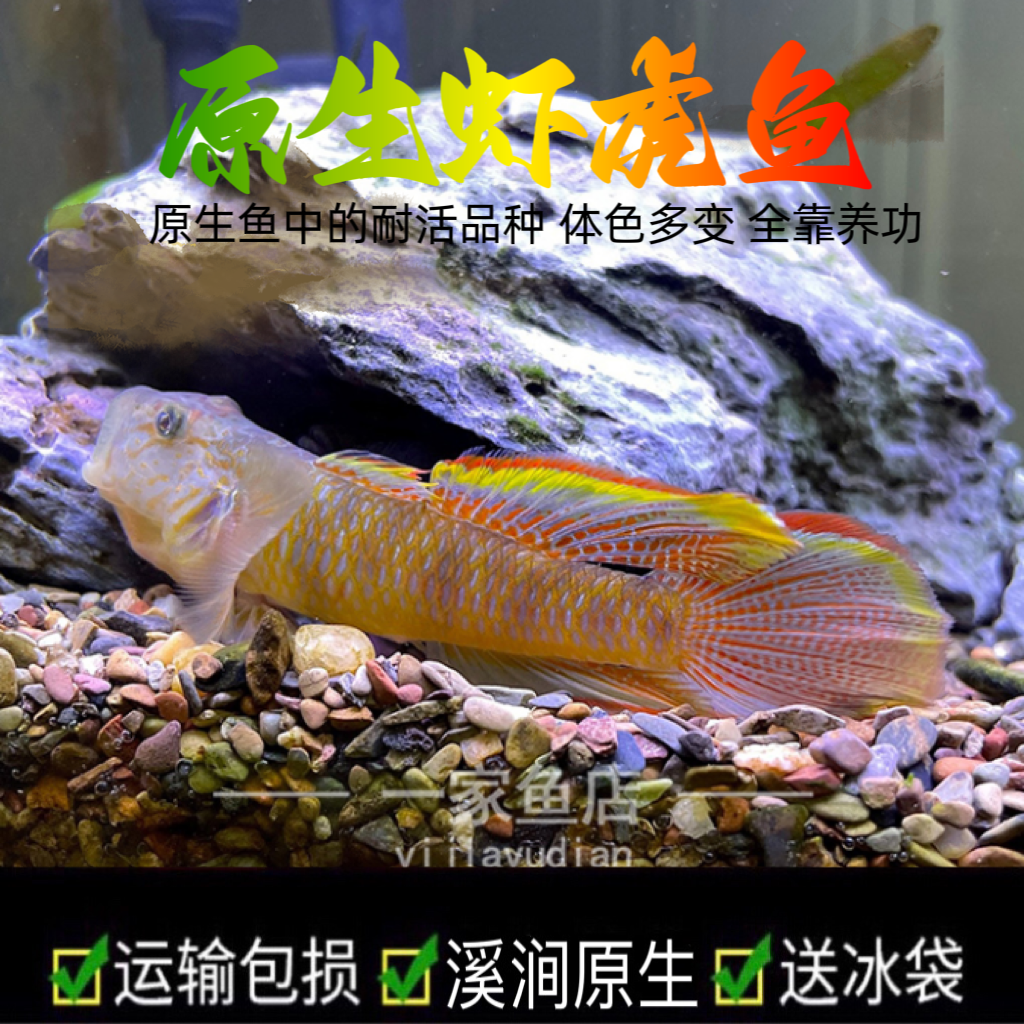 原生溪流子陵虾虎鱼好养耐活水底宠物观赏鱼底层小型冷水鱼淡水鱼
