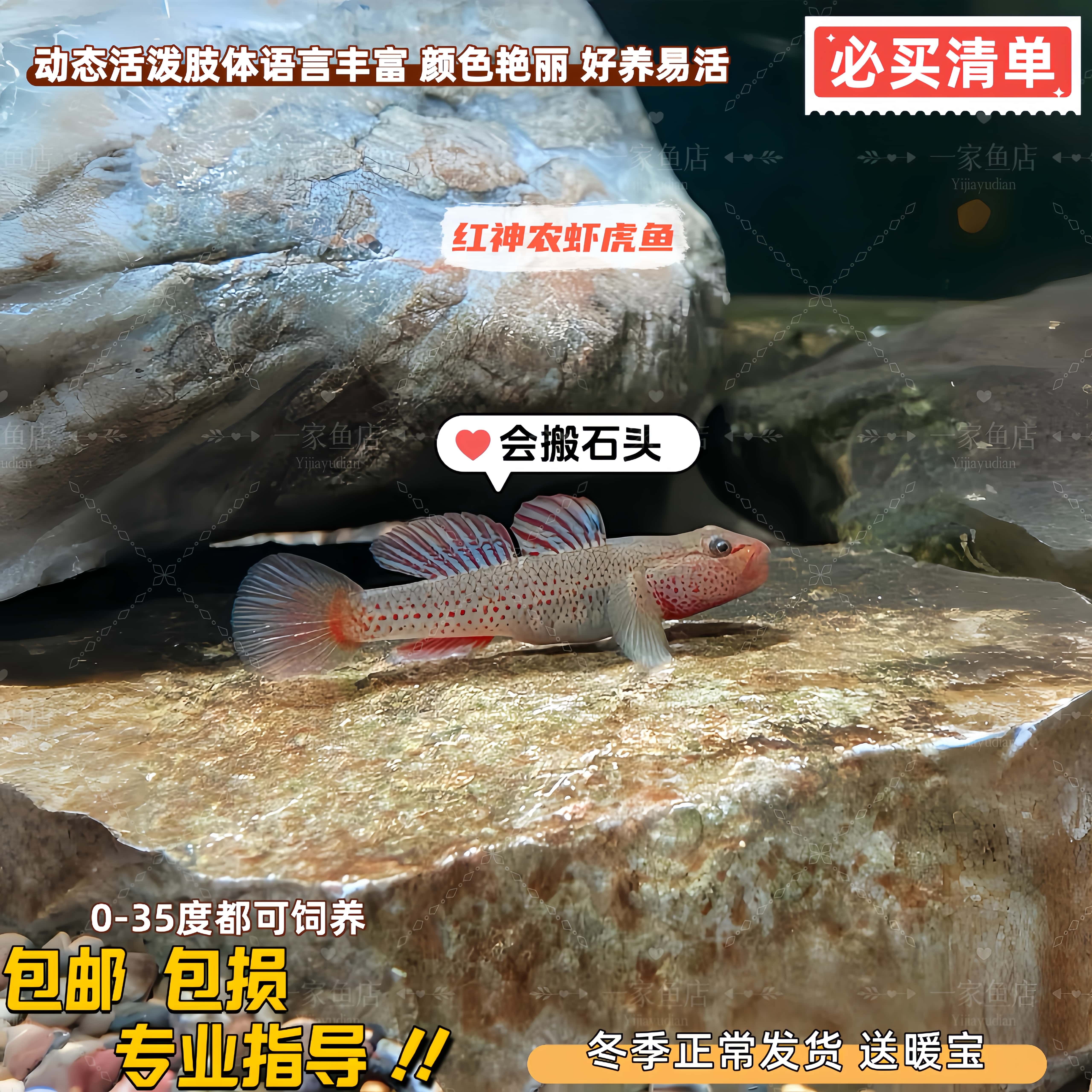 原生红神农虾虎鱼星条旗子陵虾虎高帆褐吻淡水冷水鱼小型观赏鱼苗