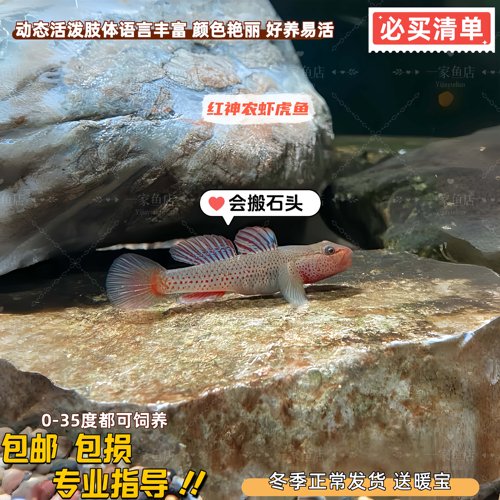 原生红神农虾虎鱼星条旗子陵虾虎高帆褐吻淡水冷水鱼小型观赏鱼苗