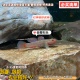 原生红神农虾虎鱼星条旗子陵虾虎高帆褐吻淡水冷水鱼小型观赏鱼苗