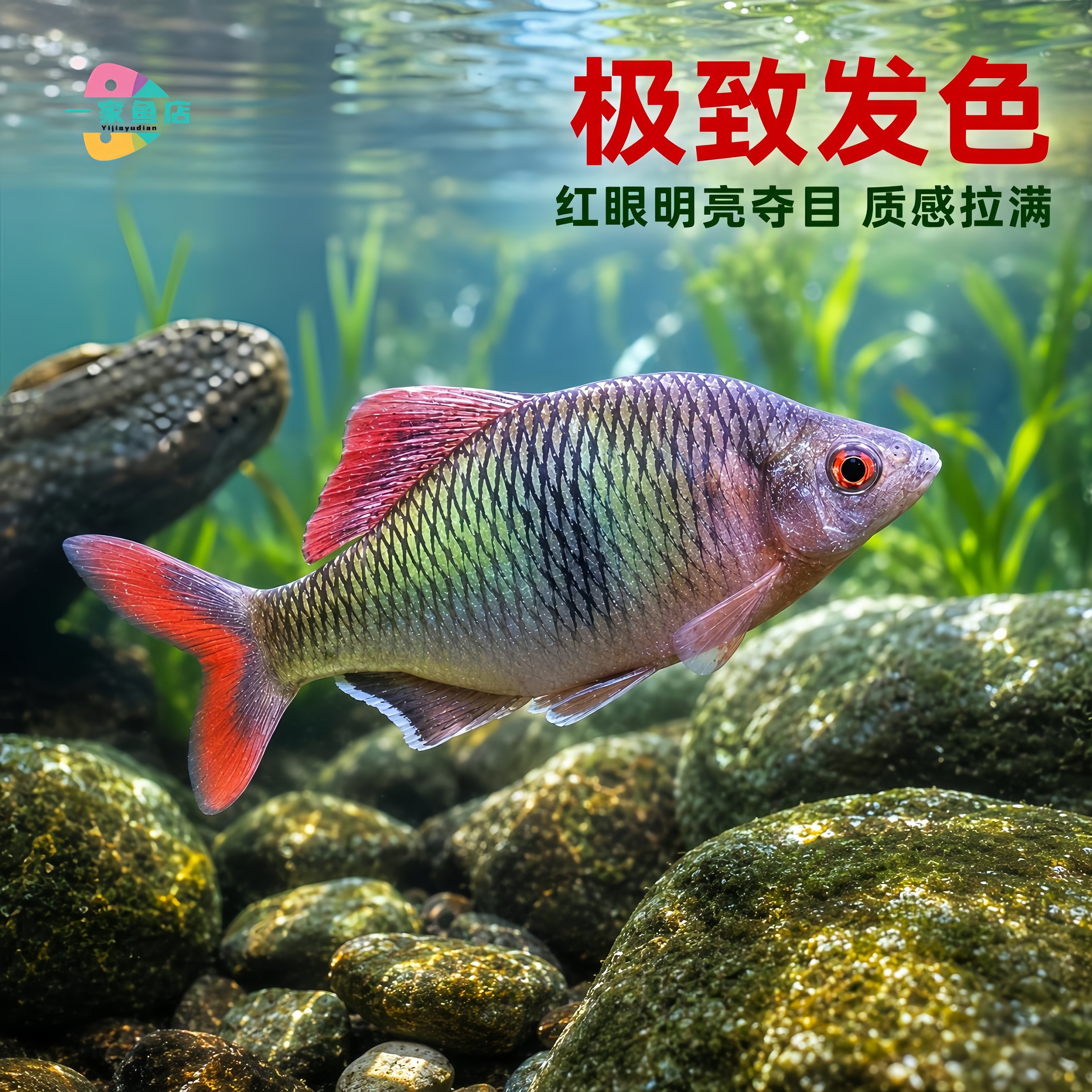 原生冷水观赏鱼赤瞳鱊活体好养耐活性格温顺淡水鱼群游除藻鳑鲏鱼