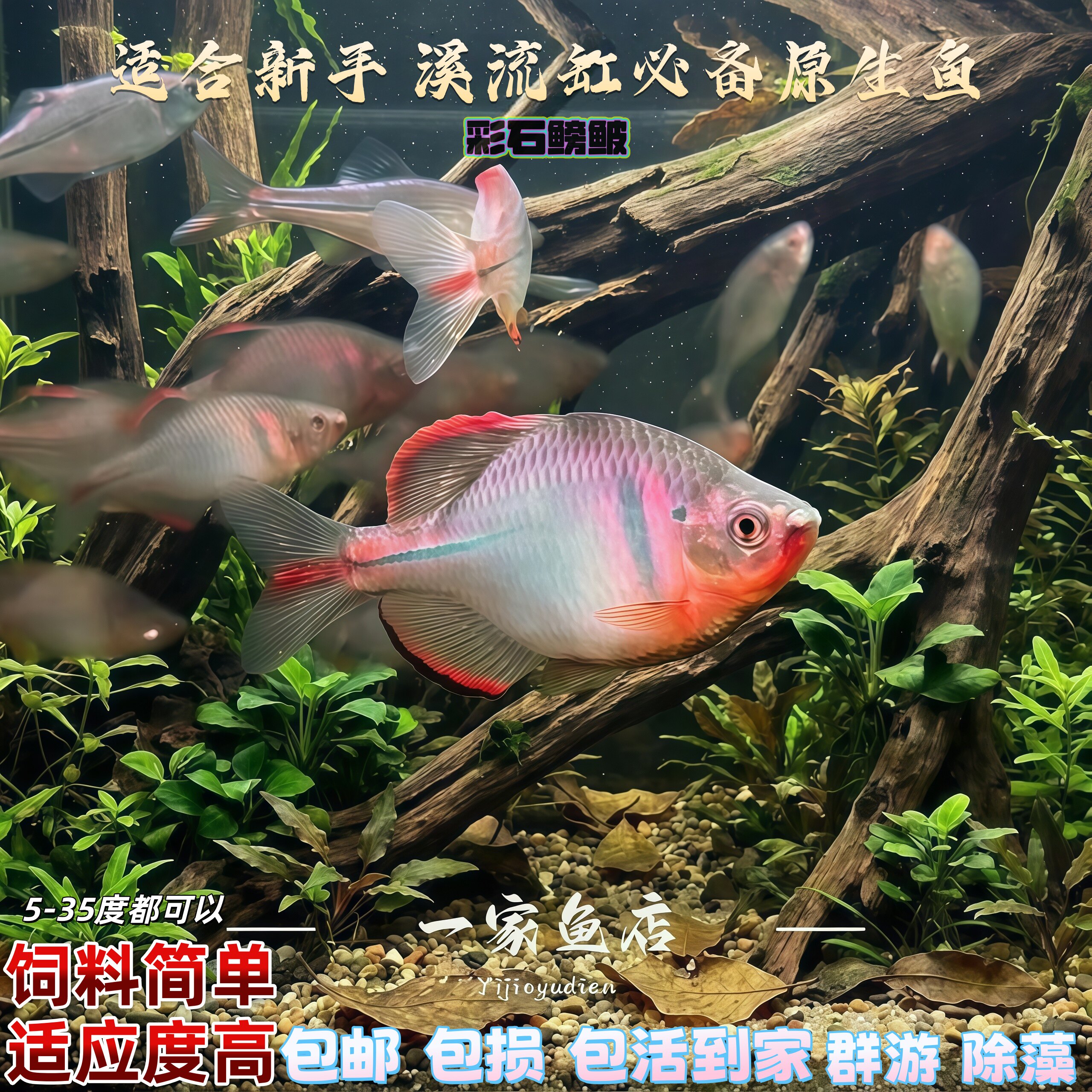 中华彩石鳑鲏鱼原生溪流高体旁皮鱼群游除藻工具冷水鱼温顺观赏鱼