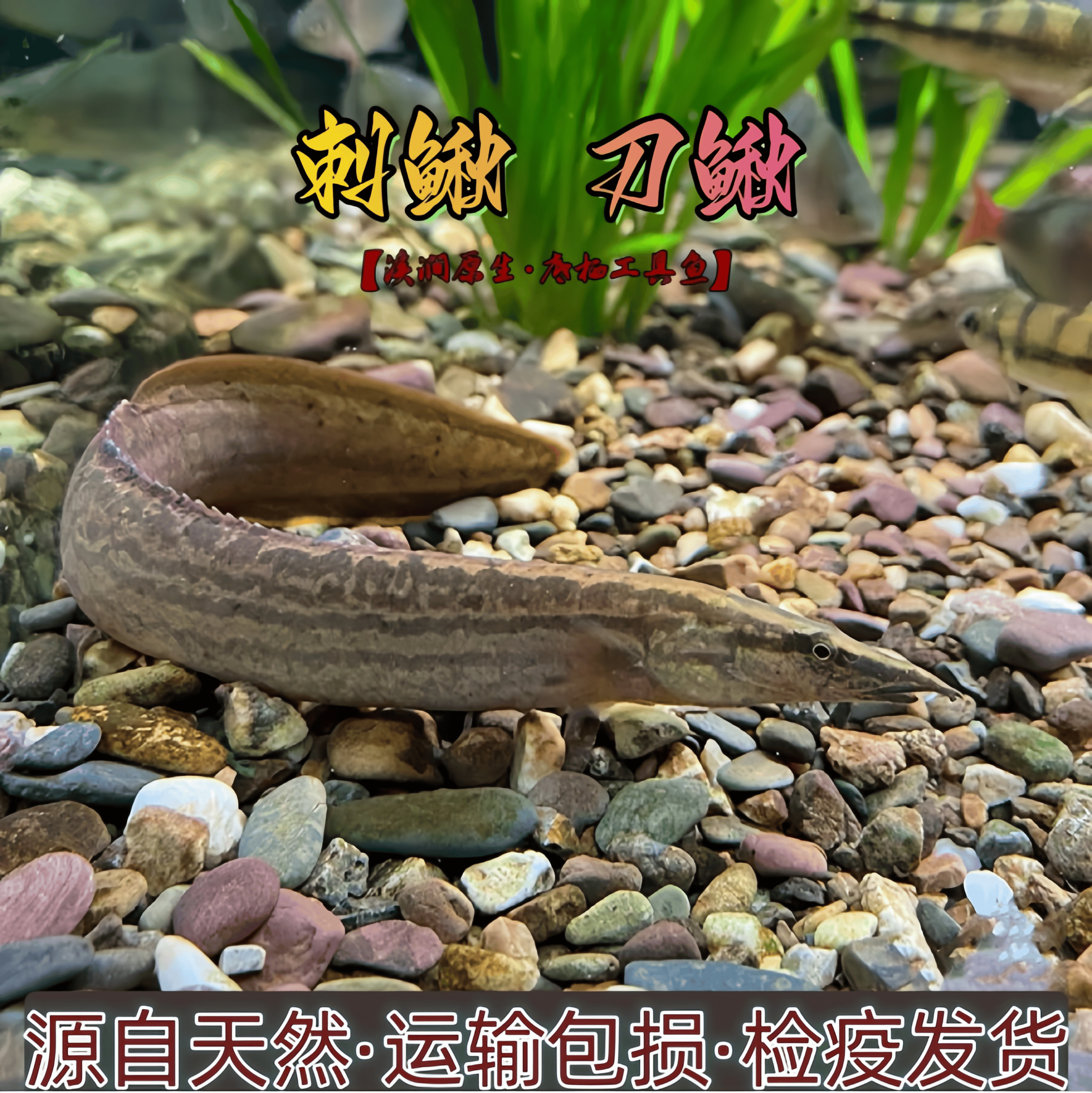原生好养耐易活中华刺鳅淡水冷水刀鳅鱼翻砂花鳅工具观赏活体鱼苗
