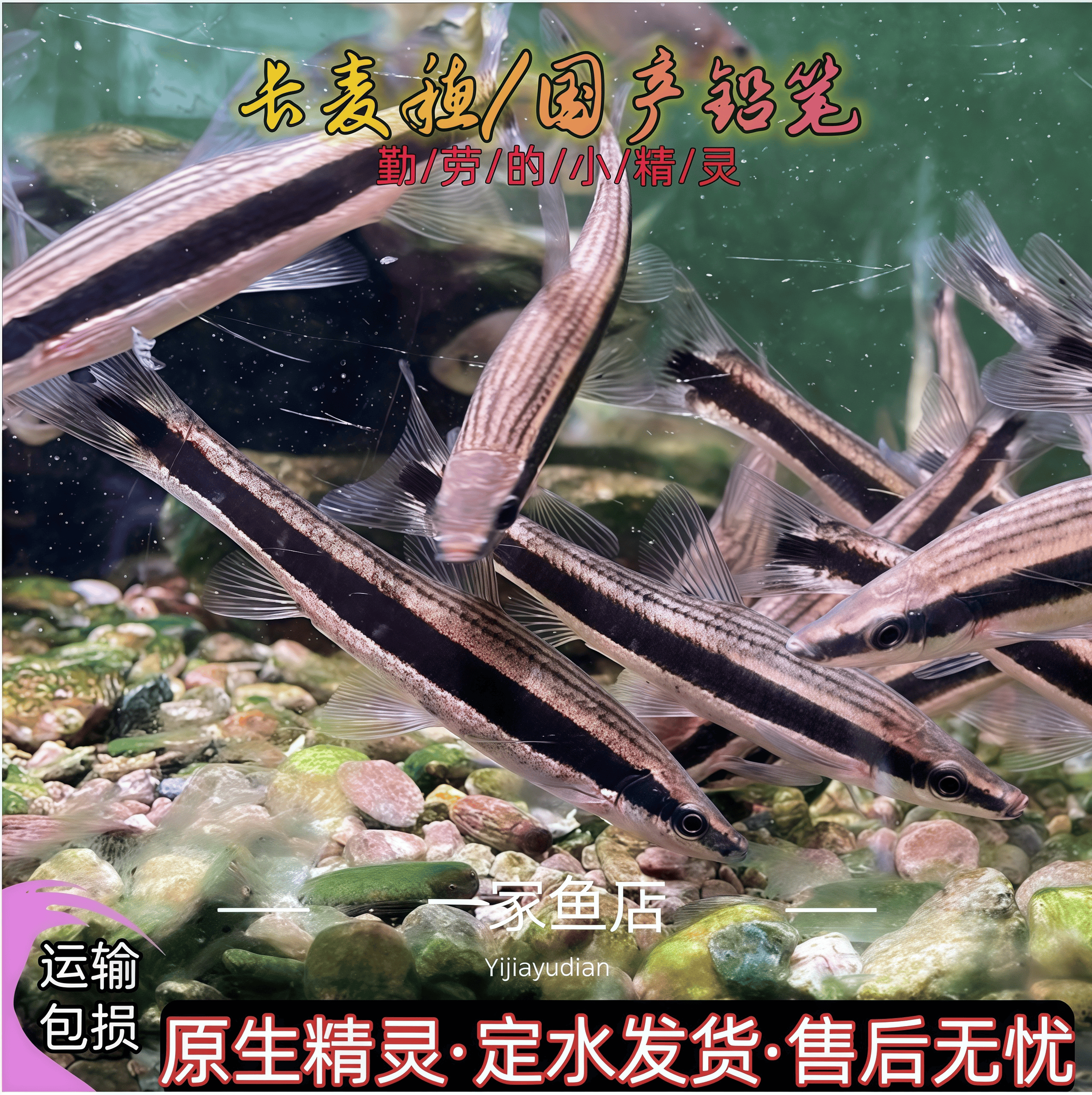 原生溪流好养耐活铅笔长麦穗稀有墨笔鱼淡水冷水活体观赏群游鱼苗