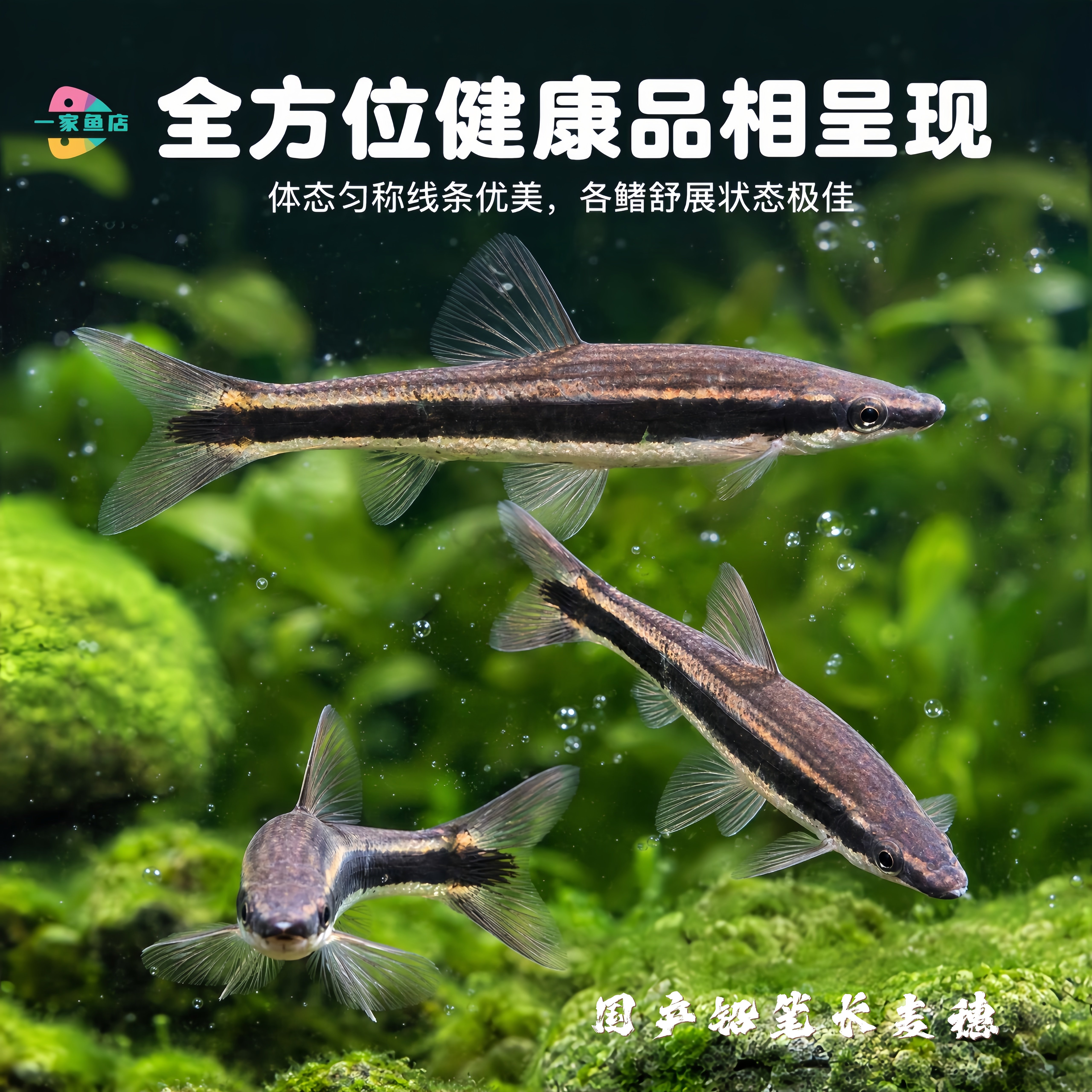 原生溪流好养耐活铅笔长麦穗稀有墨笔鱼淡水冷水活体观赏群游鱼苗