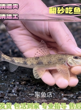 原生好养耐活棒花鱼似鮈鱼清洁除藻翻砂工具鱼冷水观赏鱼淡水鱼苗