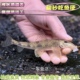 原生好养耐活棒花鱼似鮈鱼清洁除藻翻砂工具鱼冷水观赏鱼淡水鱼苗