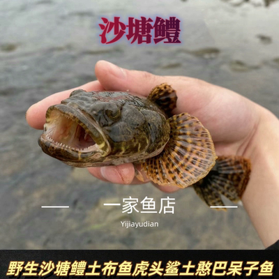 原生好养耐活凶猛观赏型沙塘鳢冷水土布鱼肉食性呆子鱼溪流淡水鱼