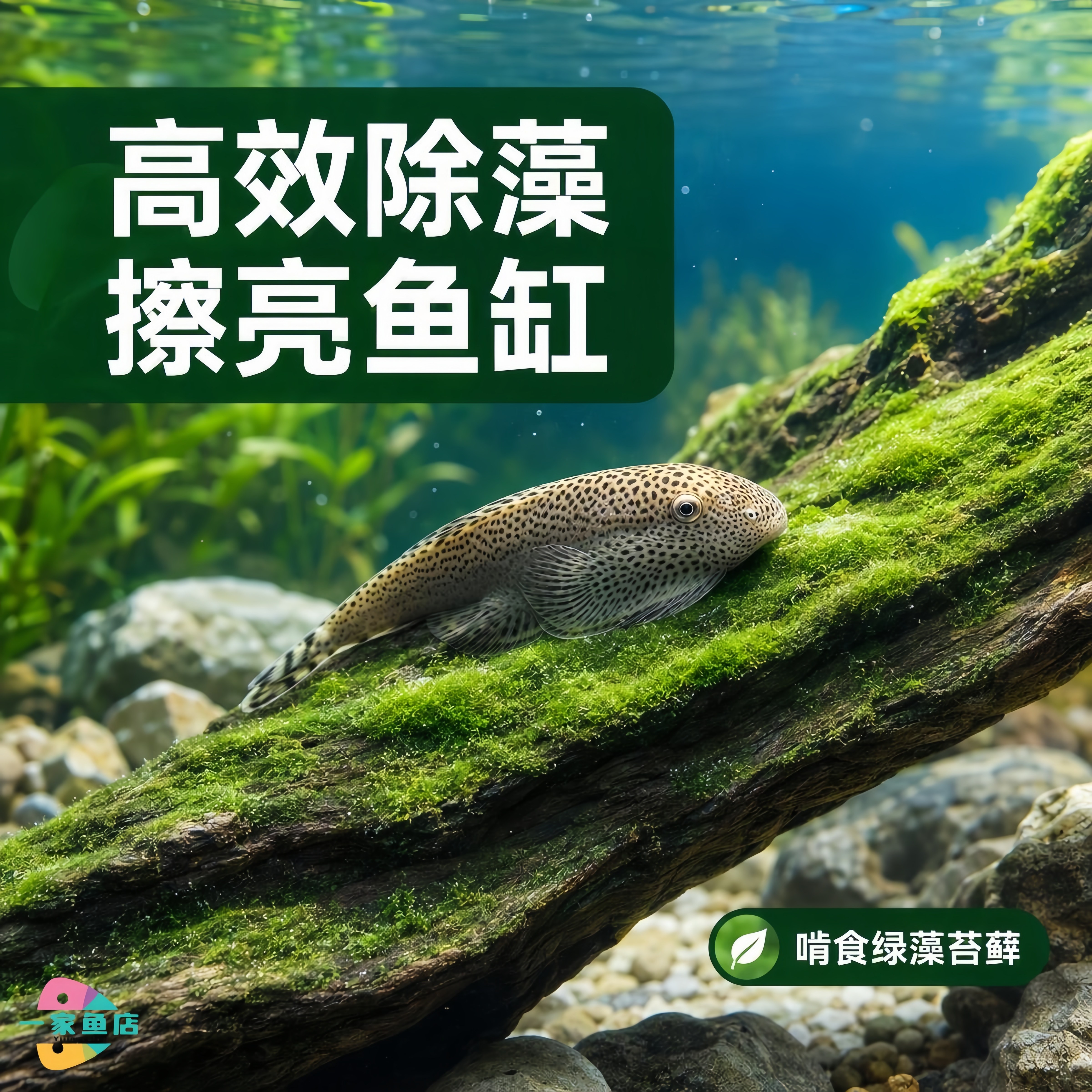 双吸盘原生吸鳅鱼冷水清道夫贵州爬岩鳅琵琶鱼淡水除藻工具观赏鱼