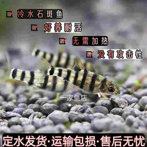 好养耐活冷水原生小型淡水溪流石斑光唇鱼活体群游中底层观赏鱼苗