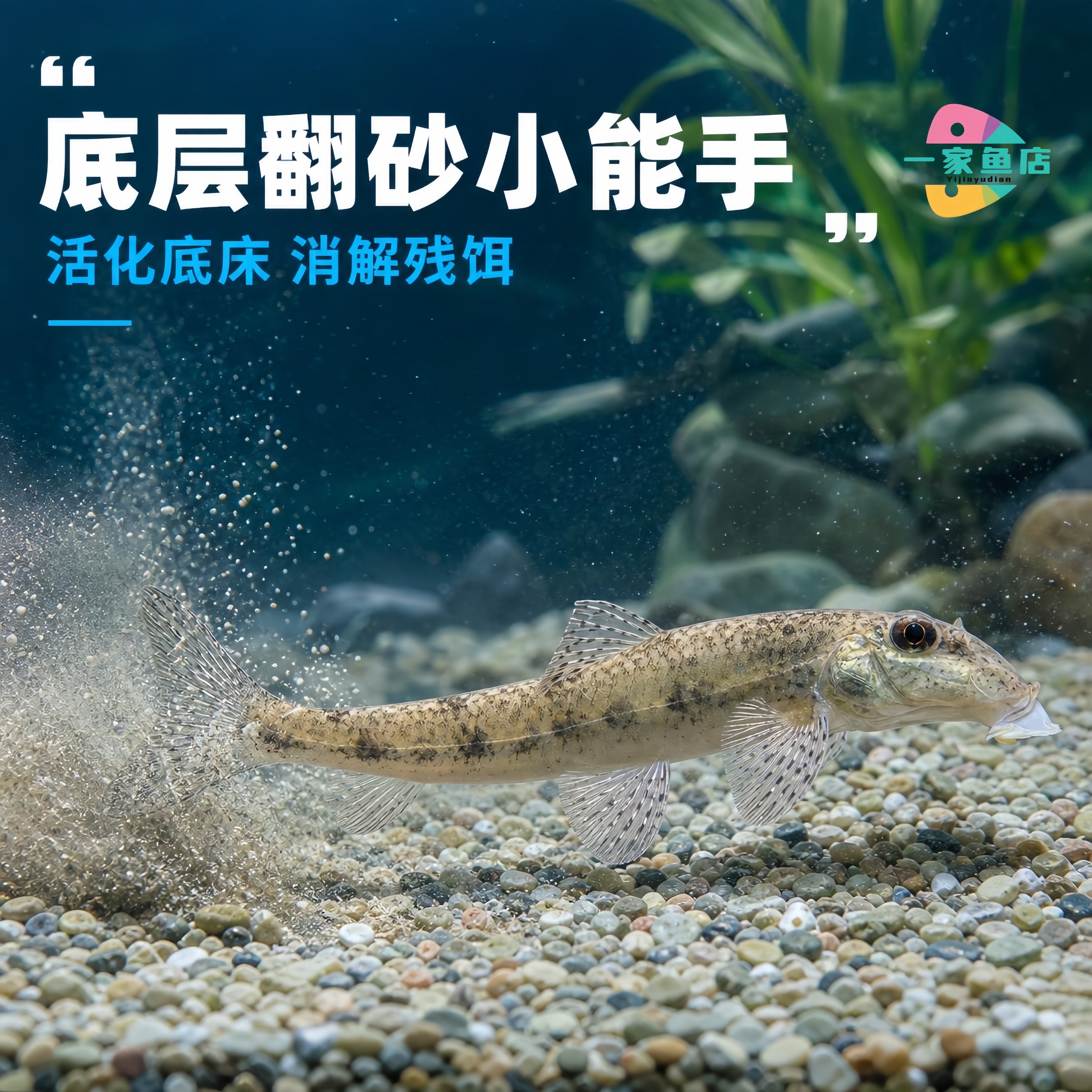 原生好养耐活棒花鱼似鮈鱼清洁除藻翻砂工具鱼冷水观赏鱼淡水鱼苗