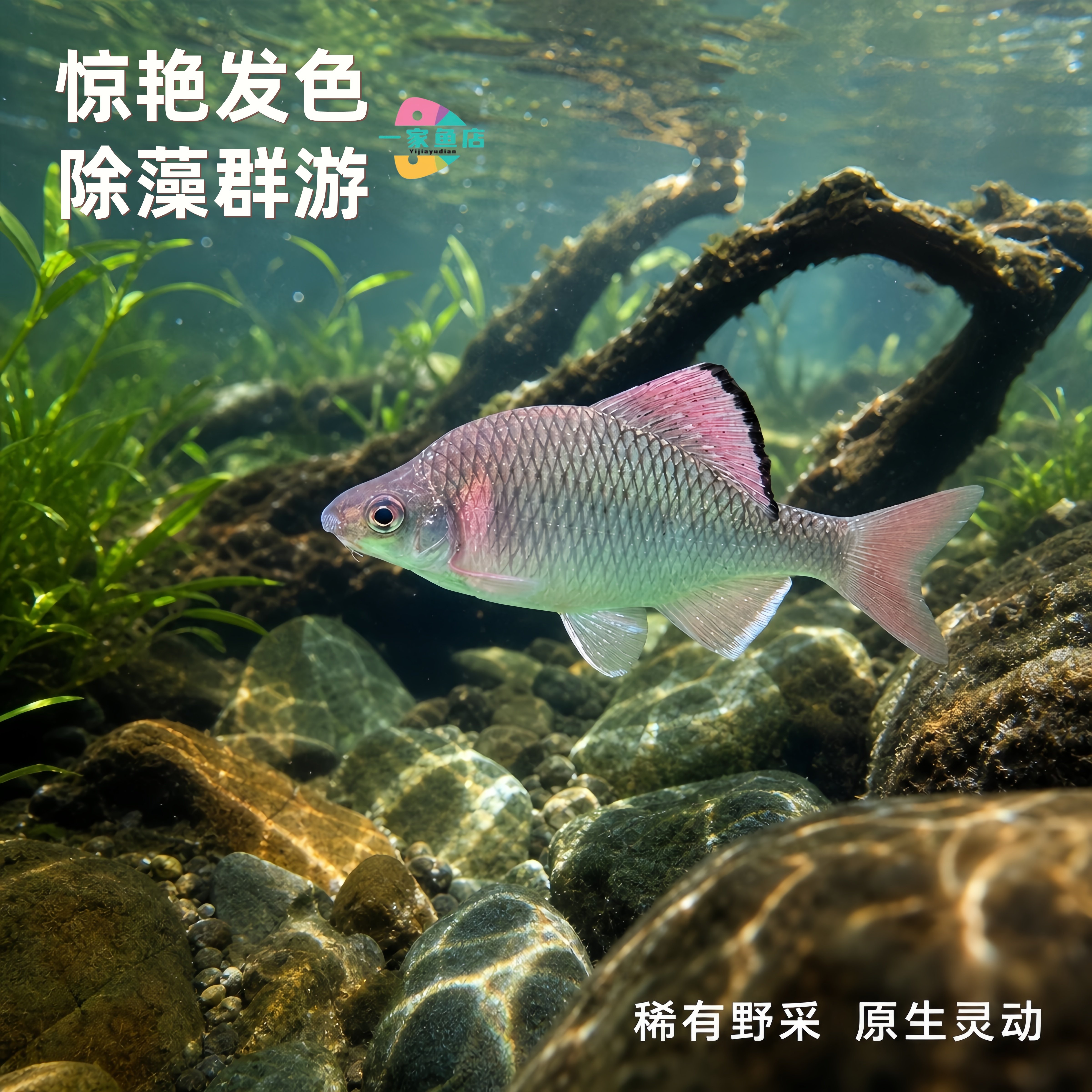 溪流原生鳑鲏鱼除藻群游淡水冷水鱼好养耐活免加温稀有丑鱊观赏鱼