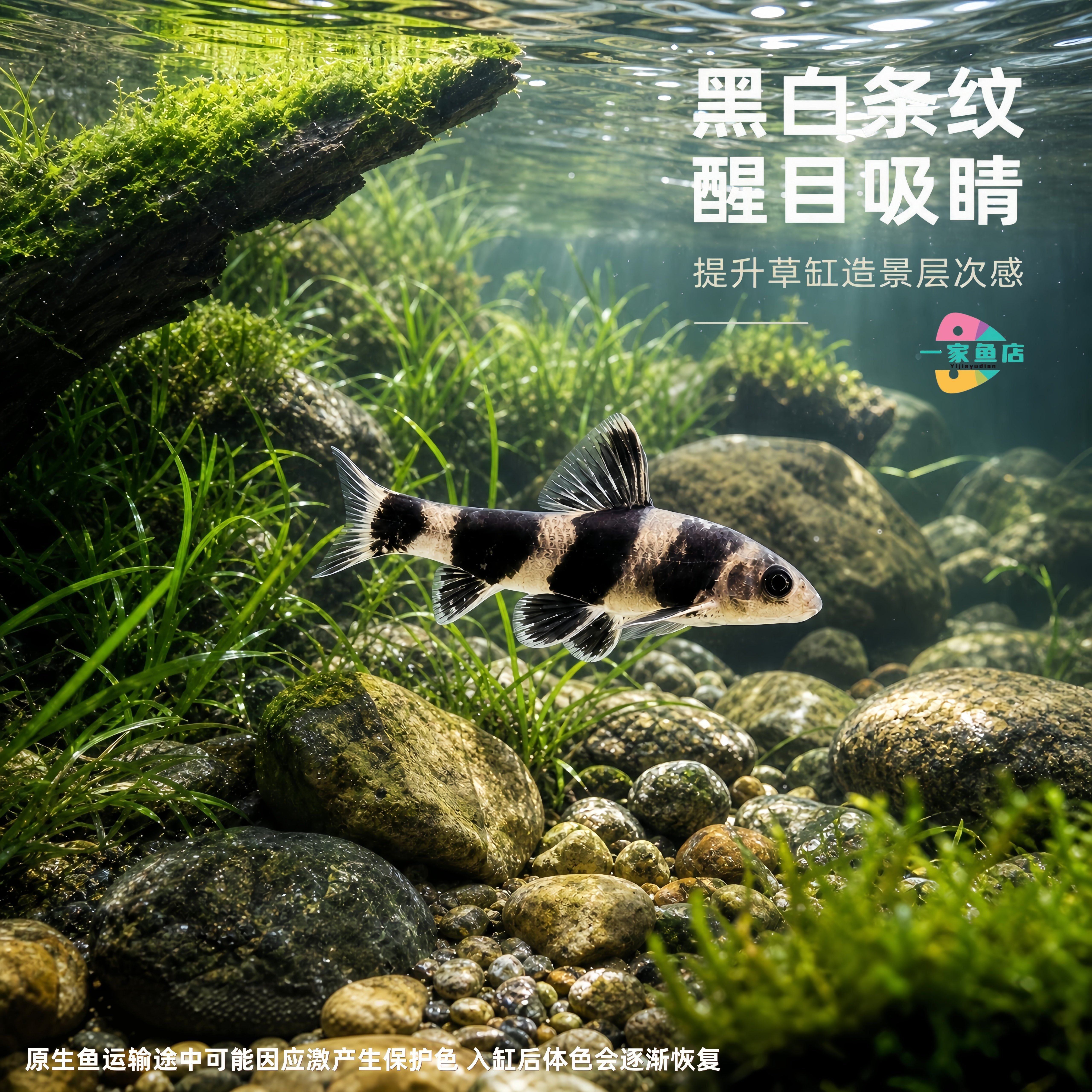 原生溪流华鳈熊猫鱼活体草缸造景好养耐活观赏鱼小型淡水小丑鱼苗