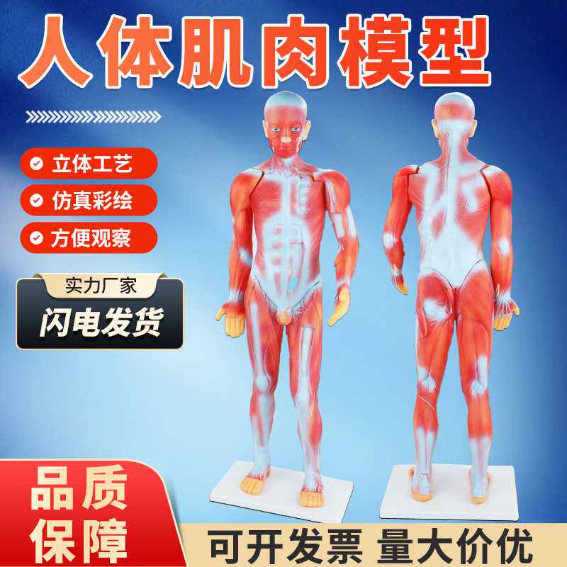 医学讲座模型生物课堂展示模型演示教材85cm人体全身肌肉模型