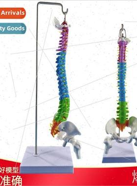 45CM Colorful Human Spine Model wh Pelvis+Femur Human Spine