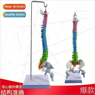 45CM Colorful Human Spine Model wh Pelvis+Femur Human Spine
