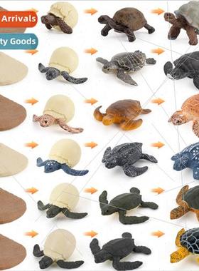 Animal Turtle Turtle Growth Cycle Turtle fe Transmation Proc