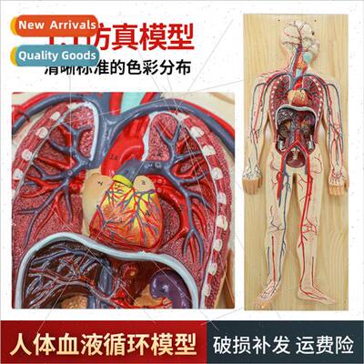 Human blood circulation model heart internal organs vascular