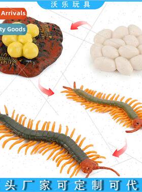 Hundred-footed insects Tianlong life stage simulation wildli