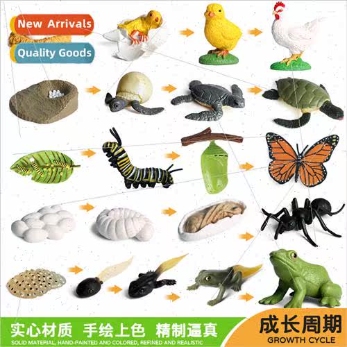 Montessori teaching aids enlightenment cognive model turtle