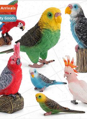 Budgerigar cockatoo macaw model children cognive wild bird o