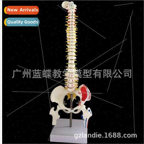 45CM human spine model wh muscle coloring muscle starting st
