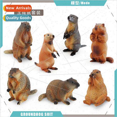 Fun simulation solid groundhog model children science educat