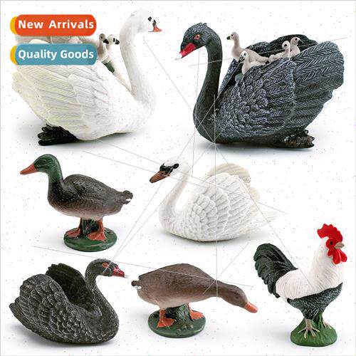 Poultry animal model green head duck gray duck black whe swa