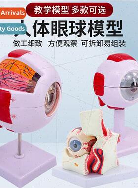 Human eyeball simulation model 6 times magnification eye str