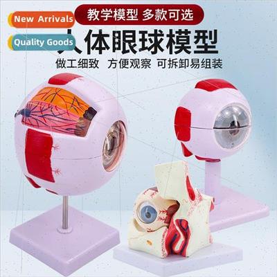 Human eyeball simulation model 6 times magnification eye str