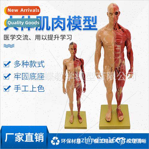 30cm Art Resin Musculoskeletal Anatomy Body Model Structure