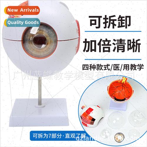 Human eyeball model 6 times magnification eyeball model Pent