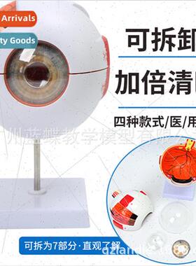 Human eyeball model 6 times magnification eyeball model Pent