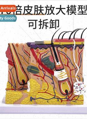 Skin model human hair follicle sweat glstructure magnified 7