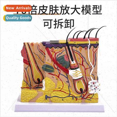 Skin model human hair follicle sweat glstructure magnified 7