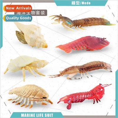 Marine life pimp shrimp snail pipefish king prawns gastropod