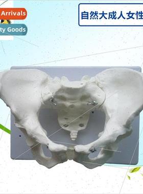 Female pelvis model natural large pelvic joints sacrum pubic